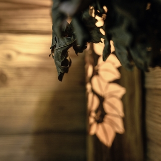 Detailaufnahme eines Blattes in der Sauna eines Wellnessbads in der Schweiz.