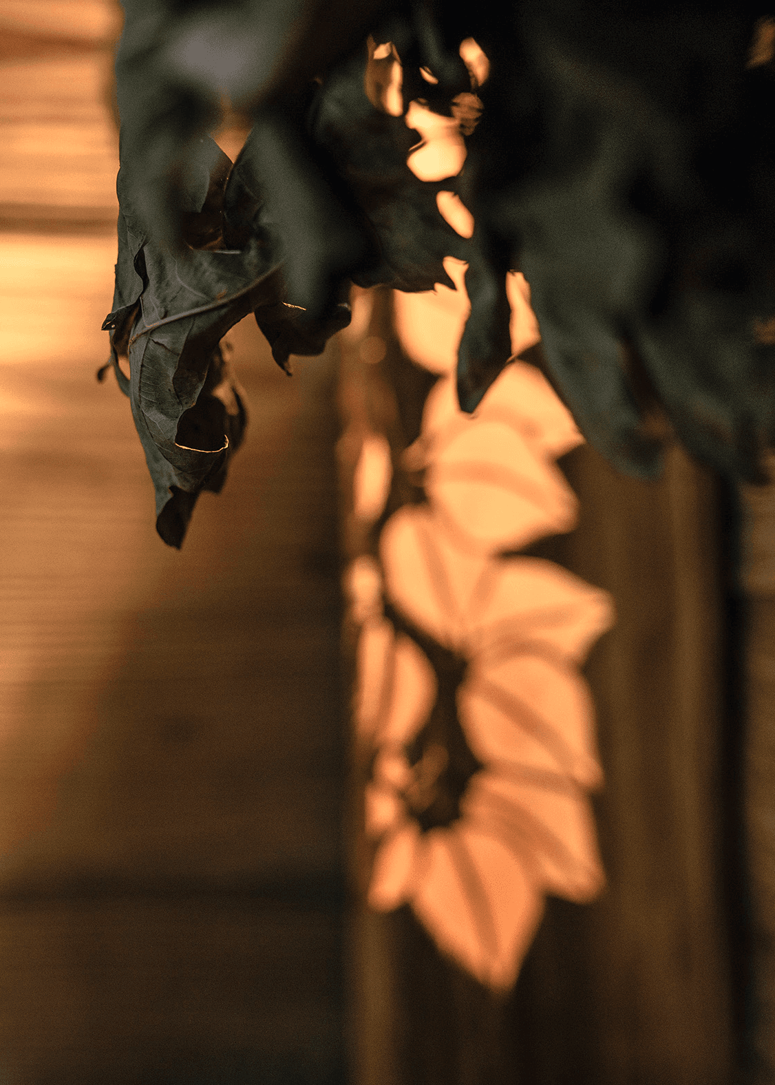Detailaufnahme eines Blattes in der Sauna eines Wellnessbads in der Schweiz.