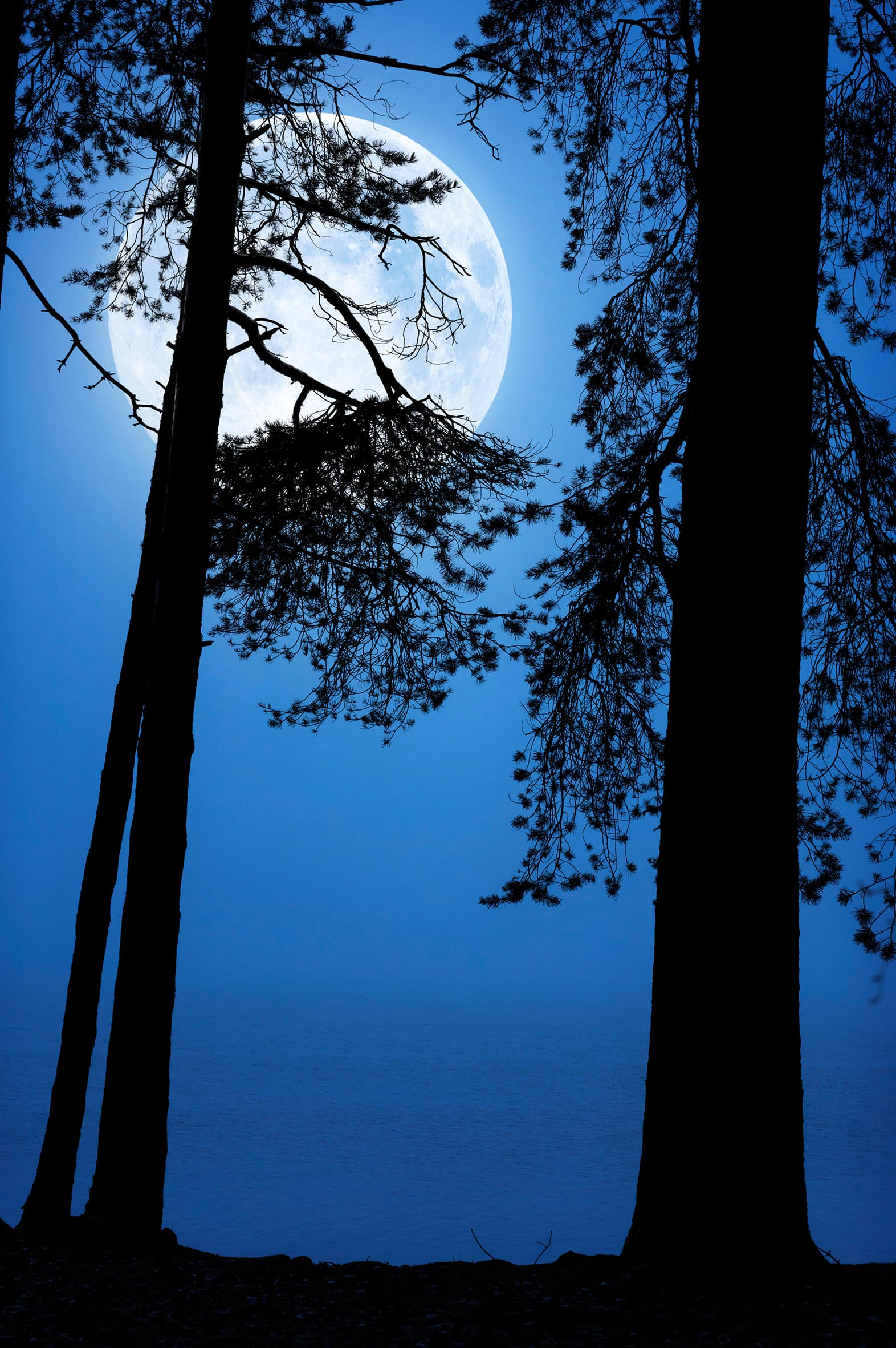 Blick auf einen Vollmond hinter einigen Bäumen.