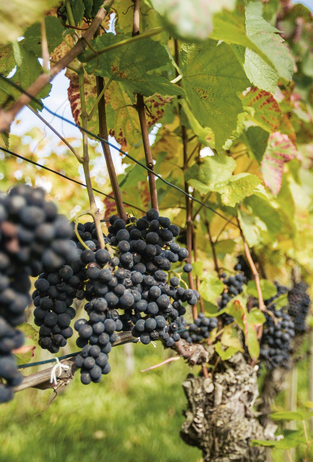 Mehrere Weintrauben hängen an der Rebe in einem Weingut.